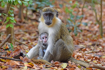 Monkey Feeding