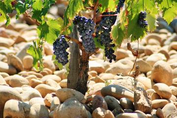 Private Full-Day Tour of Cotes du Rhone with Wine Tasting from Avignon