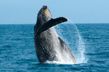 Whale Watching Cruise in Puerto Vallarta