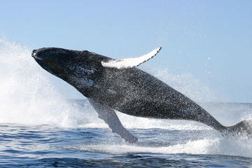 Whale Watching and Cayo Levantado Day Trip from Punta Cana