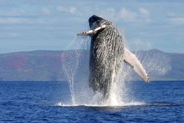 Whale Watching Day Trip by Air From Punta Cana