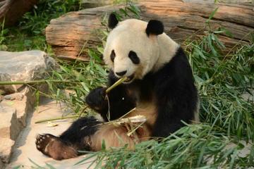 Private Day Tour: See Giant Pandas and Mutianyu Great Wall