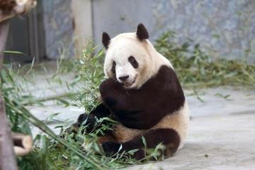 Private Day Tour to Xian Zoo including Seasonal Fruit-picking and Organic Dinner