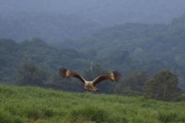 Bird Watching Tour in Tarcoles