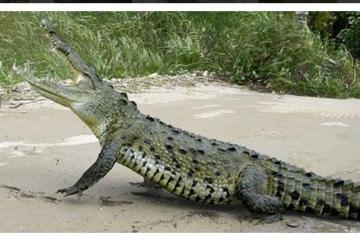 Rainforest Adventure - Lunch - Jungle Crocodile Safari