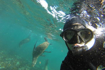 Seal Snorkeling Experience in Cape Town