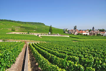 Small-Group Wine-Tasting Trip to the Champagne Region from Paris