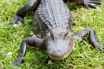 New Orleans Swamp and Bayou Tour with Lunch