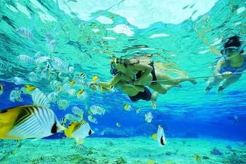 Gold Coast Guided Snorkel with Fish Tour