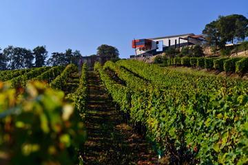 Saint-Emilion Wine Tour and Tastings from Bordeaux