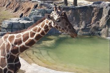 San Antonio Zoo General Admission