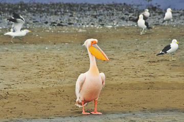 Pelican Point Peninsula Tour