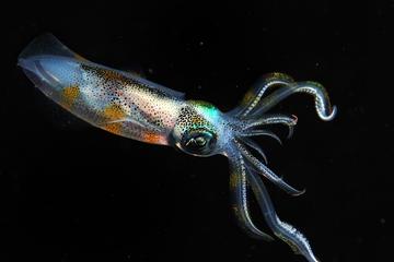 Certified Night Diving in Padangbai