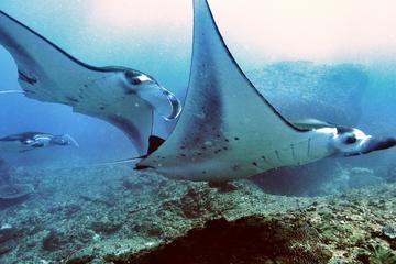 Diving with Manta Rays for Certified Divers from Padangbai Beach