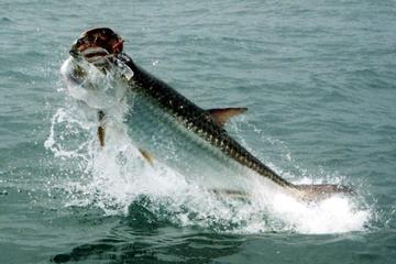 Day Trip Port St Joe Inshore Fishing Charter near Port Saint Joe, Florida 