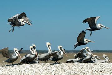 2-Hour Nature Boat Tour with Certified Naturalist