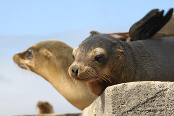 5-Day Galapagos Land and Underwater Adventure