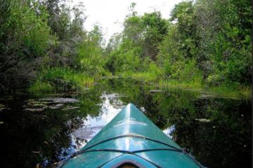 Paddle the Swamp: Canoe and Kayak Louisiana Bayou Tour