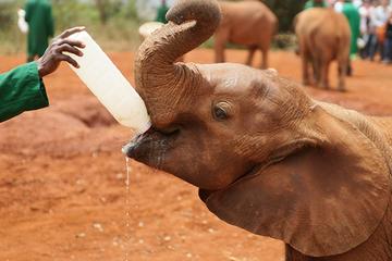 Half-Day David Sheldrick Wildlife Trust - Elephant Orphanage Tour from Nairobi