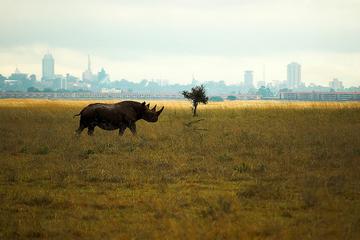 Half-Day Nairobi National Park Tour from Nairobi