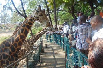 Haller Park Half-Day Tour from Mombasa
