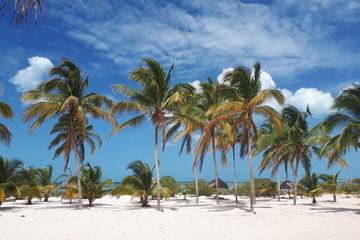 Coastal Bike Tour and Mangrove Cruise from Merida