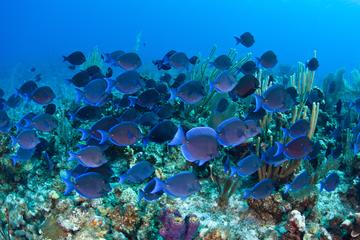 Grand Cayman Shore Excursion: Semi-Submarine and Fish Feeding Show