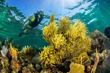 Snorkeling Adventure at Puerto Morelos National Reef Park with Lunch and Open Bar