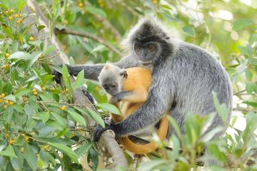 Back to Nature - Paddy Field,Fishing,Silver Leaf Monkeys & Firefiles Tour