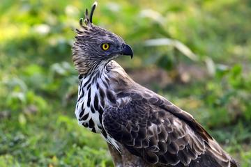 Bird Watching in Udawatte Kele, Kandy From Bentota