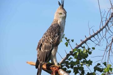 Bird Watching in Udawatte Kele, Kandy From Colombo