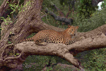 Day Excursions to Wilpattu National Park From Colombo