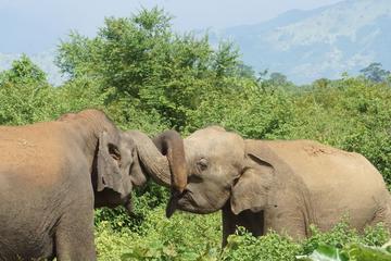 Day Trip to Udawalawe From Colombo (Transfer only)