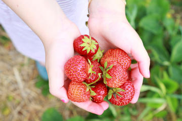 Genting Highland Private Day Tour With Strawberry Park & Lunch