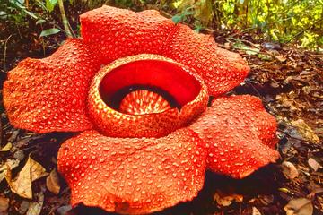 Kota Kinabalu Rafflesia Rainforest Reserve Tour