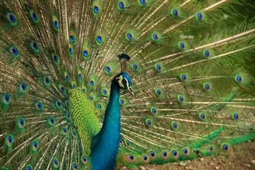Kuala Lumpur Bird Park Admission Tickets & Free Shopping Tour