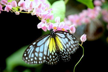 Kuala Lumpur Go Nature And Garden Private Tour