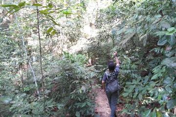 Kuala Lumpur Rainforest Day Tour