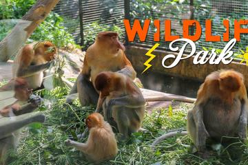 Lok Kawi Wildlife Park Tour From Kota Kinabalu