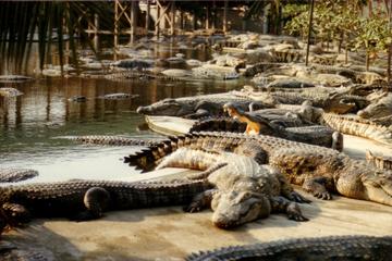 Melaka Crocodile Farm Admission Tickets