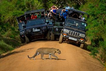 Private 02 Day Leopard Safari in Yala from Colombo