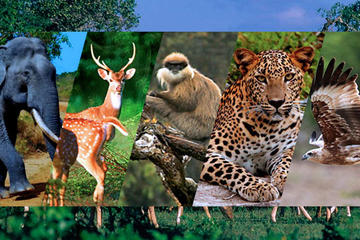 Private Day Tour To Kandy With Pinnawala Open Zoo From Mount Lavinia