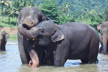 Private Day Tour To Kandy With Pinnawala Open Zoo From Waikkal