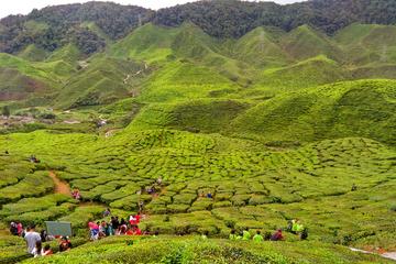 Private Full-Day Cameron Highlands Nature Tour from Kuala Lumpur
