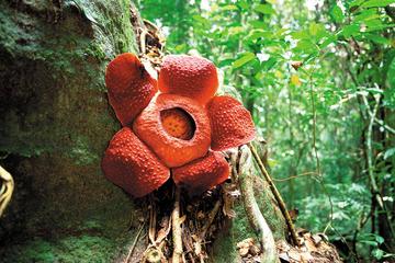 Sarawak Gunung Gading National Park Tour