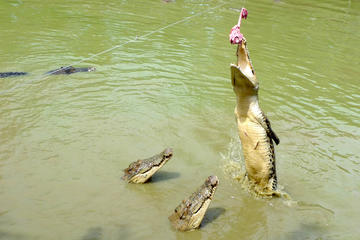 Sarawak Jong's Crocodile Farm Tour