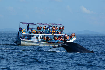 Whale watching in Mirissa from Beruwela & Bentota