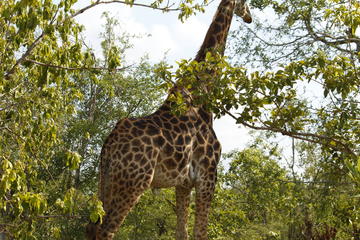 4 Days Magical Kruger National Park Safari with Panorama Tour