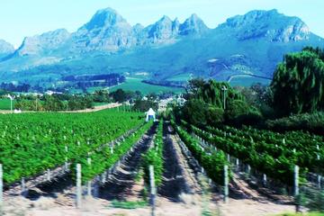 Full Day Wine Tour from Cape Town