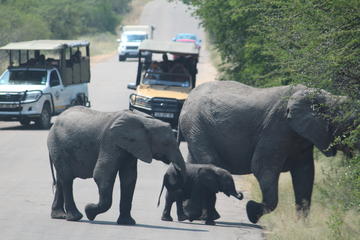 Kruger National Park 2 Days 1 Night Magical Safari from Johannesburg